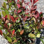 Červienka Fraserova (Photinia × fraseri) ´CARRÉ ROUGE´ - výška 40-60 cm, kont. C5L (-23°C)
